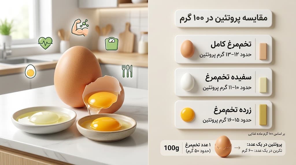 پروتئین تخم مرغ
